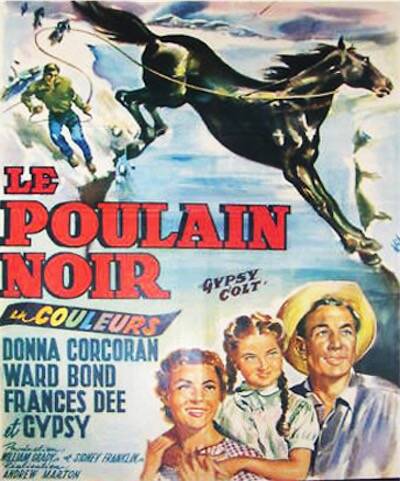 Poulain noir (le)