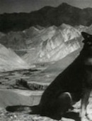 Djoulbarss, chien du Pamir